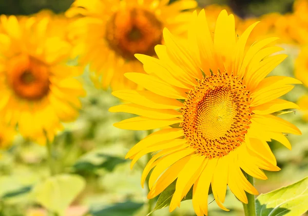 Vackra gula solrosor — Stockfoto