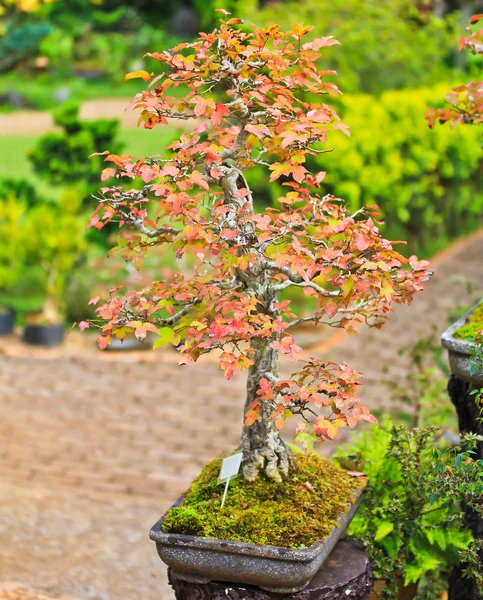 Albero di acero bonsai — Foto Stock