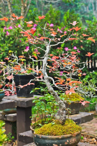 Árbol de arce Bonsai — Foto de Stock