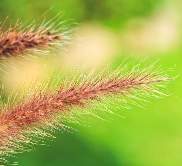 Beautiful Grass background — Stock Photo, Image