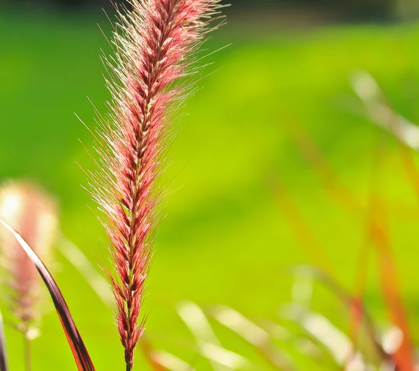 Bellissimo sfondo erba — Foto Stock