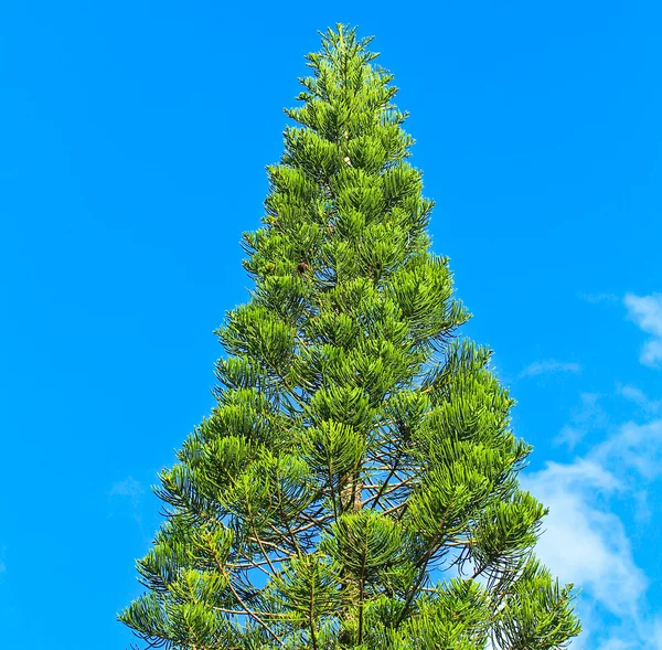 Beautiful green Pine — Stock Photo, Image