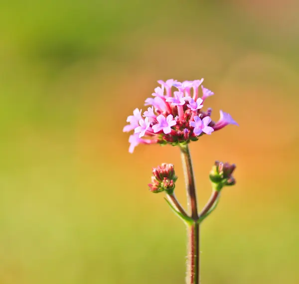 Güzel pembe çiçekler — Stok fotoğraf