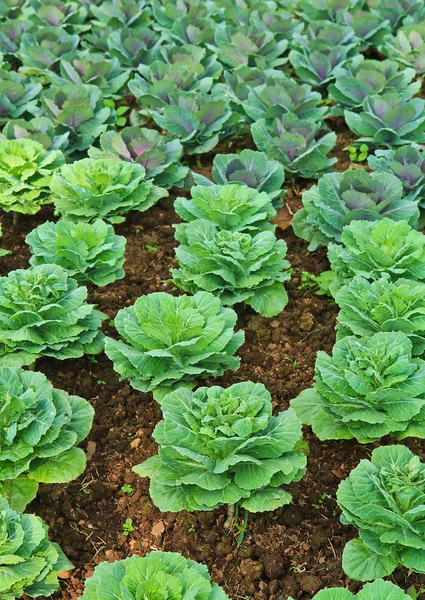 Grüner Salatgarten — Stockfoto