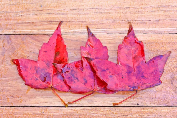 Maple leaves on table — Stock Photo, Image