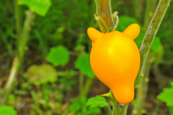 Solanum mammosum roślin — Zdjęcie stockowe