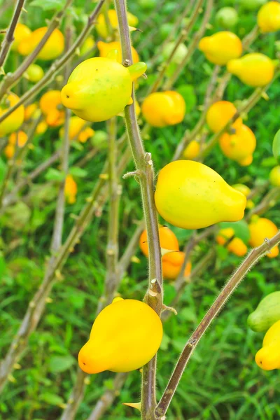 Solanum mammosum plantas — Fotografia de Stock