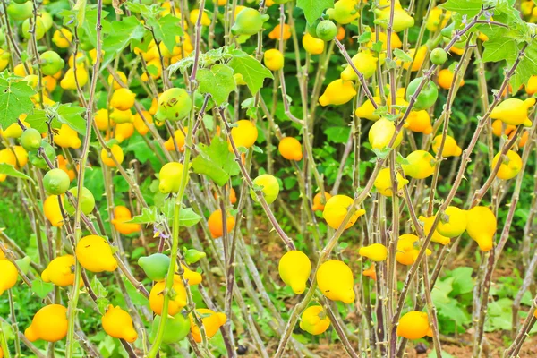 Solanum mammosum rostliny — Stock fotografie