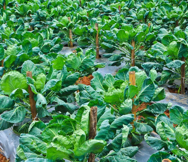 Vegetable plots field — Stock Photo, Image