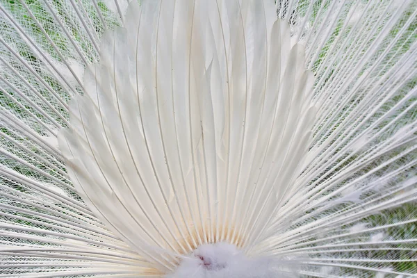 White beautiful Peacock — Stock Photo, Image