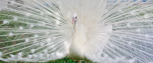 Biały, piękne pawie — Zdjęcie stockowe
