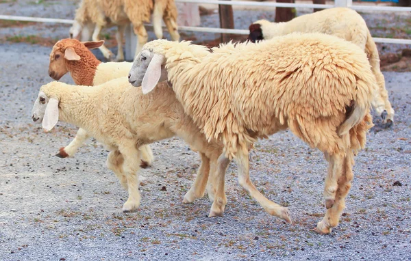 Owce w gospodarstwie w dniu — Zdjęcie stockowe