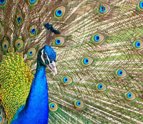 Beautiful green Peacock — Stock Photo, Image