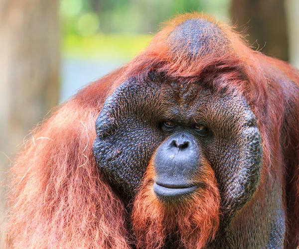 Cute big Orangutan — Stock Photo, Image