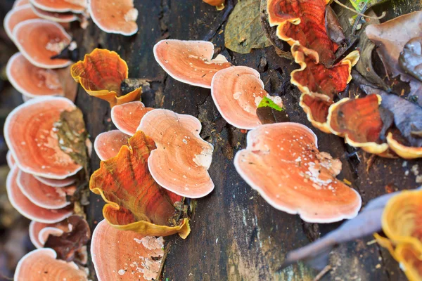 Natura Funghi rosa — Foto Stock