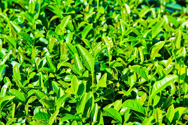 Tea plantation pattern — Stock Photo, Image