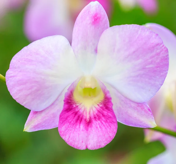 Orquídea flor fondo — Foto de Stock