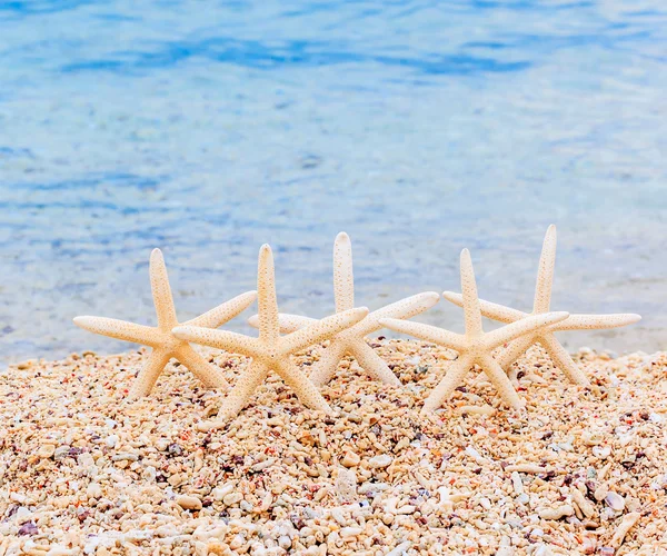 Starfishes on the bright beach — Stock Photo, Image