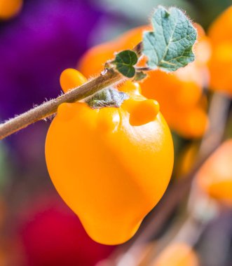 Patlıcan solanum mammosum bitki