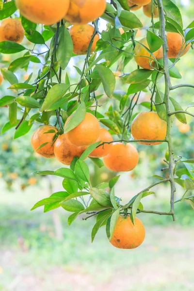 Dojrzałych pomarańczy w Orange Park — Zdjęcie stockowe