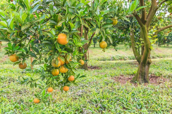 Dojrzałych pomarańczy w Orange Park — Zdjęcie stockowe