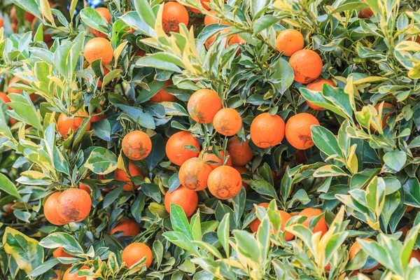 Dojrzałych pomarańczy w Orange Park — Zdjęcie stockowe