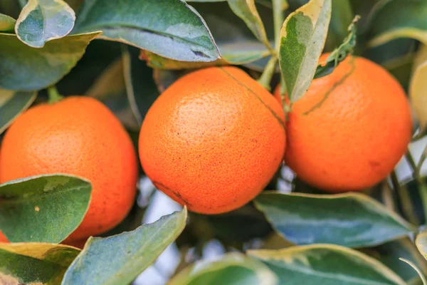 Ripe oranges in Orange Park — Stock Photo, Image