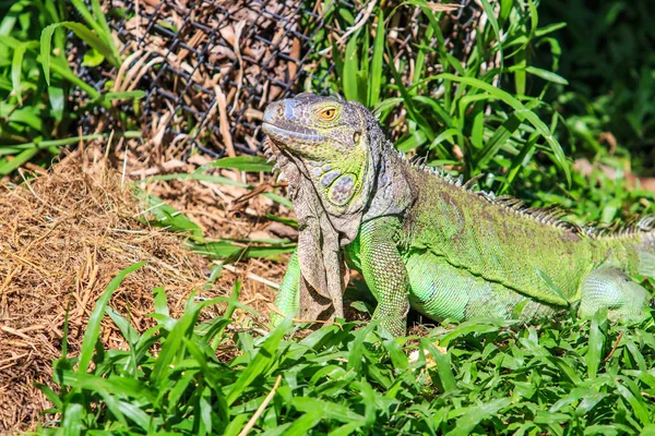 Iguana verde en la naturaleza salvaje —  Fotos de Stock