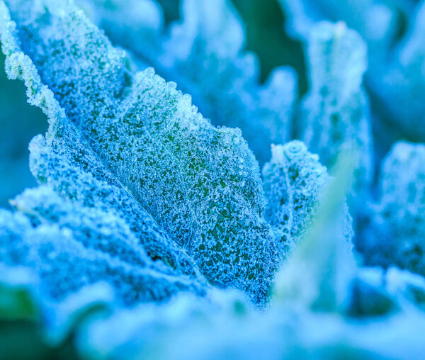 vegetable leaves in a field