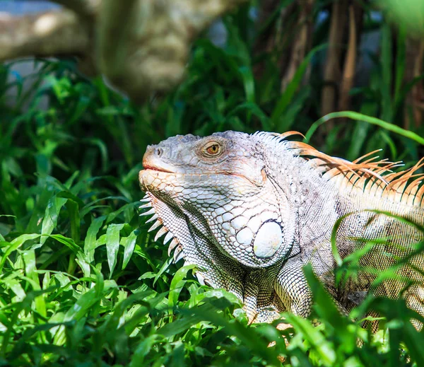 Grüner Leguan in wilder Natur — Stockfoto