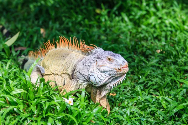 Zelená Iguana v divoké přírodě — Stock fotografie