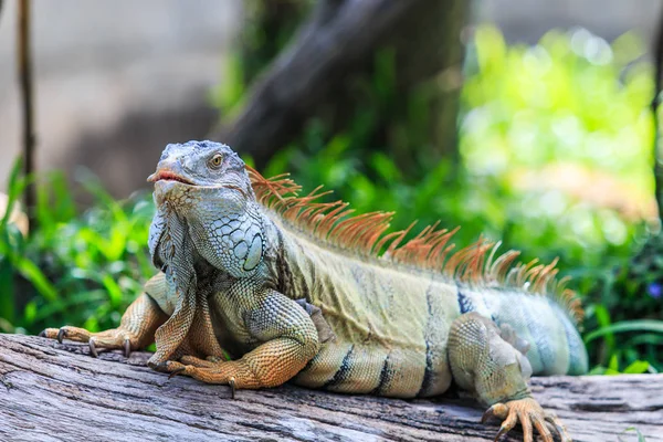 Zelená Iguana v divoké přírodě — Stock fotografie