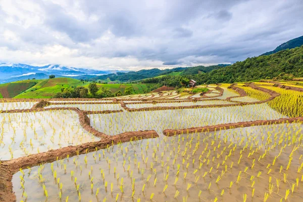 Campo de arroz en Tailandia —  Fotos de Stock