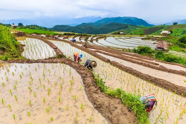 Rice field in Thailand — Stock Photo, Image