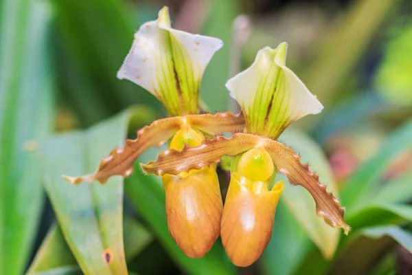 Orchideebloemen in thailand — Stockfoto