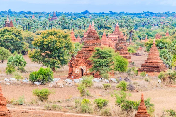 샨 주에 Bagan 도시 — 스톡 사진