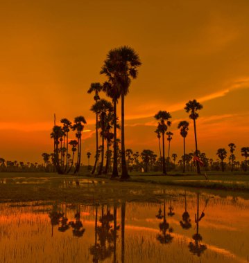 Gün batımı Paddy Tayland