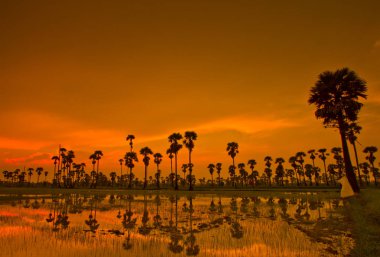 Gün batımı Paddy Tayland