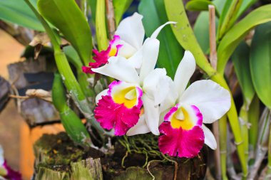 Tayland orkide çiçekleri