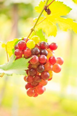 mor kırmızı üzüm yaprakları ile