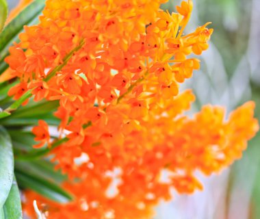 Tayland orkide çiçekleri