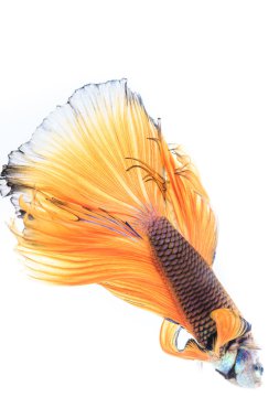 Renkli Siyam Balığı