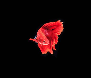 Renkli Siyam Balığı