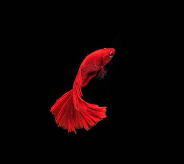 Renkli Siyam Balığı