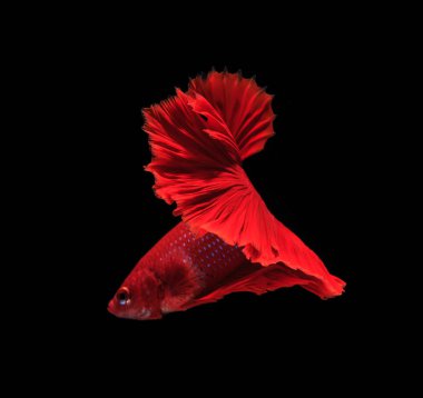 Renkli Siyam Balığı