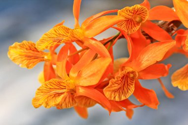 Tayland orkide çiçekleri