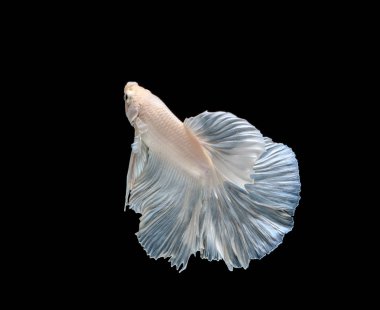 Renkli Siyam Balığı