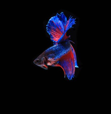 Renkli Siyam Balığı