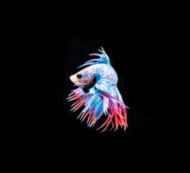 Renkli Siyam Balığı