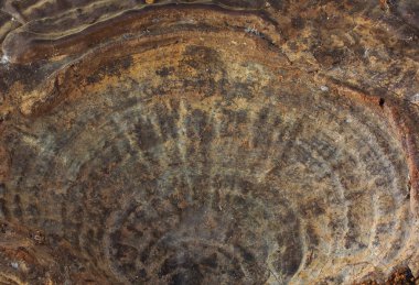 mantar ganoderma Lucidium 